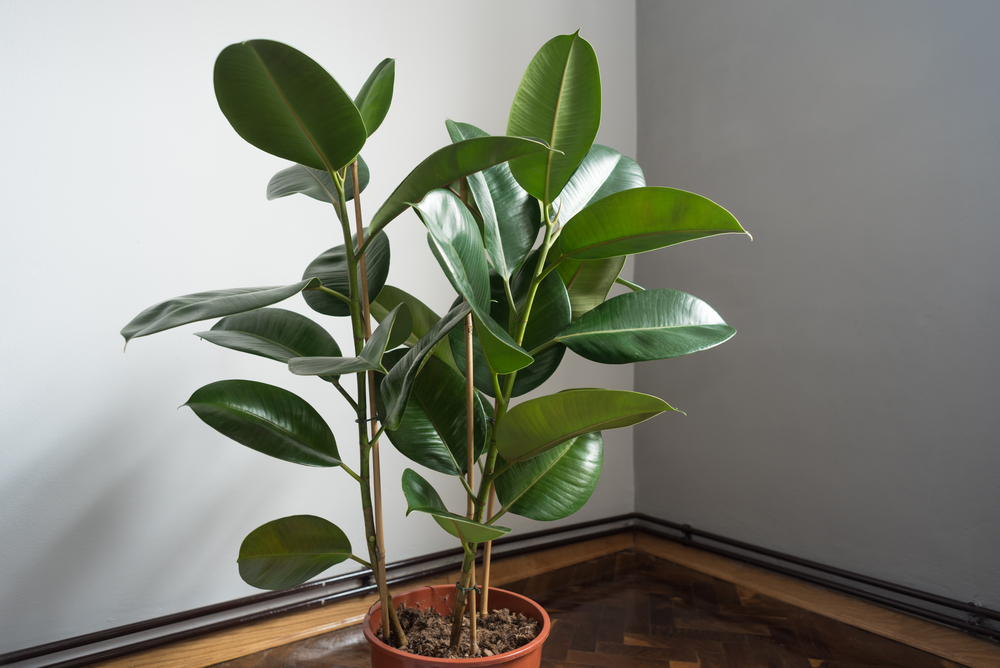 Arbuști ornamentali de interior ficus