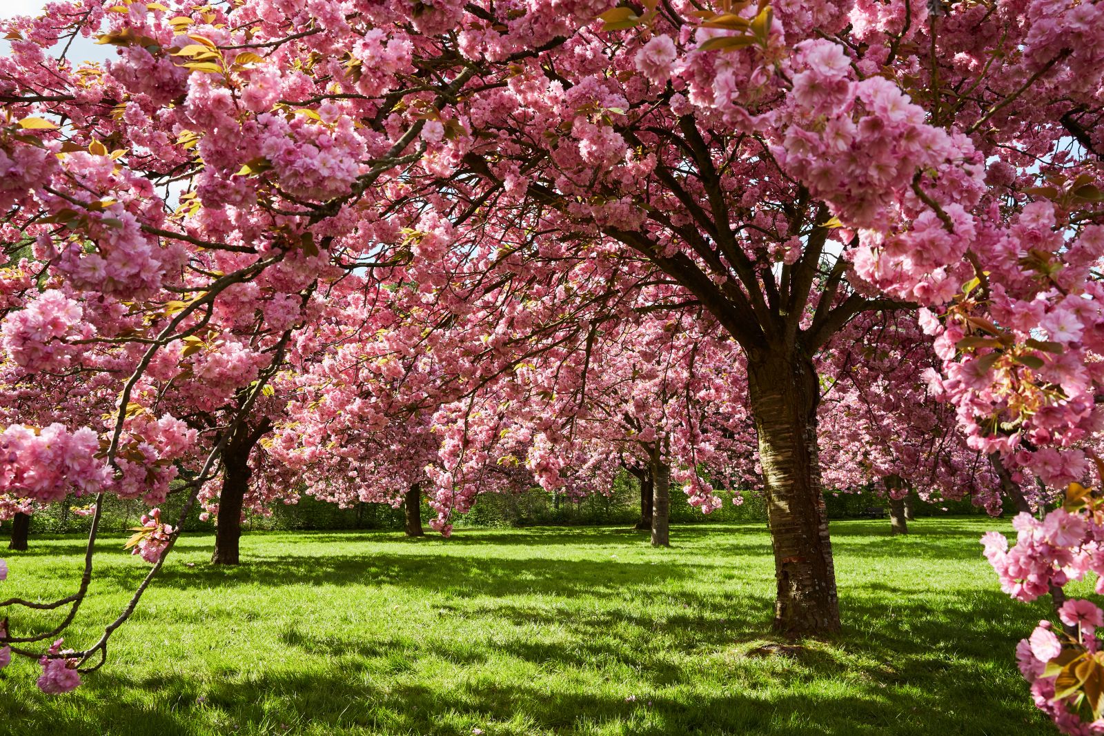 cires japonez roz inflorit intr-o gradina verde