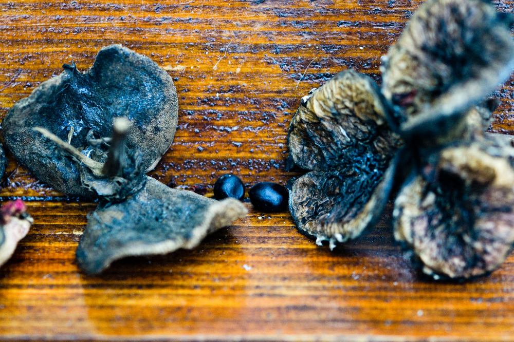 seminte de bujor romanesc paeonia peregrina