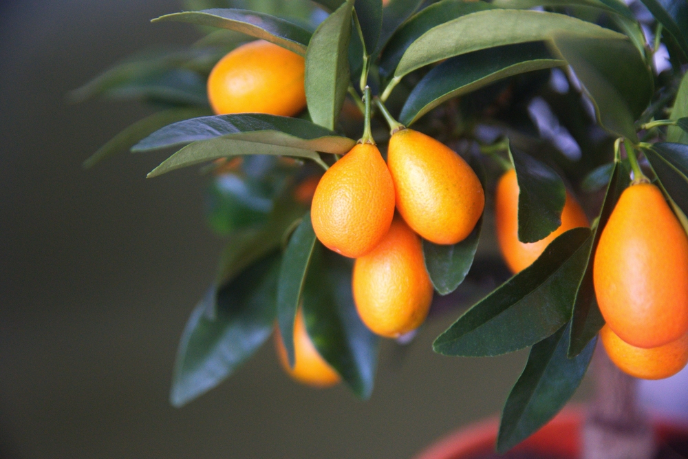 Un kumquat copăcel cu fructe coapte pe ramuri, printre frunzele sale lucioase.