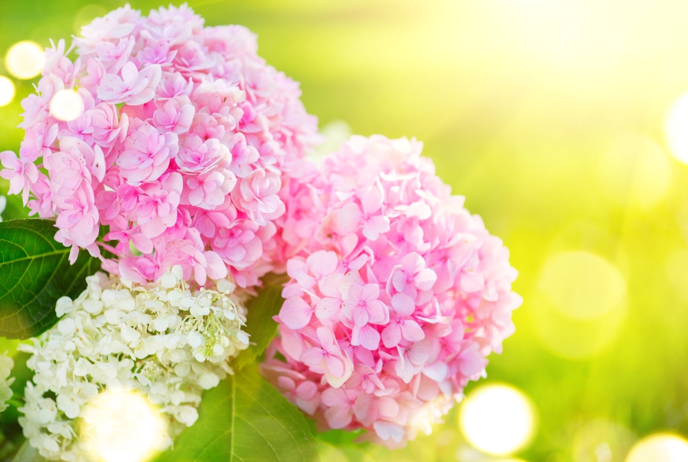 Hortensia îngrijire - Flori de hortensia roz și albe în lumina soarelui