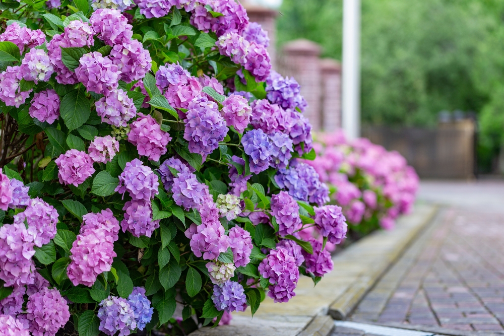 Hortensia macrophylla cu flori mov și roz la marginea bordurii din grădină.