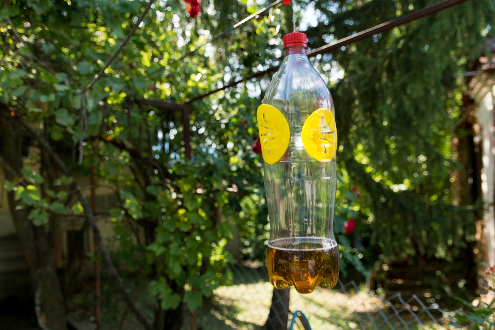 Cum scapi de viespi cu capcane: o sticlă cu suc de fructe și oțet pe post de capcană DIY atârnată într-un copac în curte.
