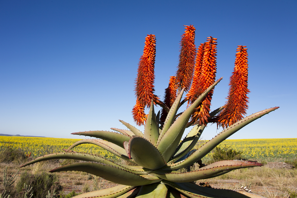 Când înflorește aloe vera: o plantă de aloe vera cu flori portocalii în deșert.