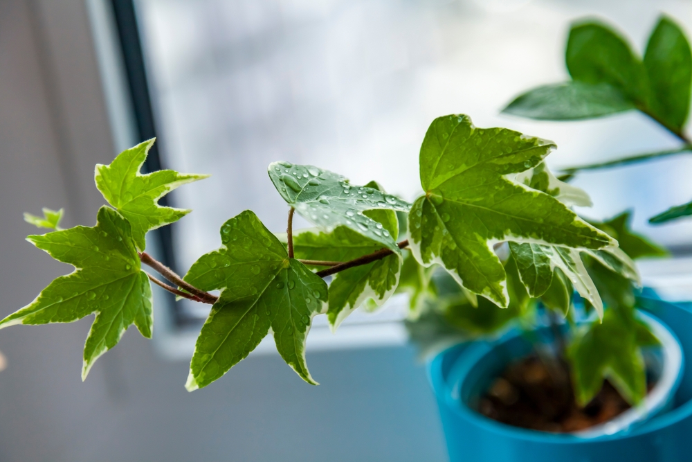 O plantă de iedera helix într-un ghiveci bleu pe pervazul unui geam, în lumină indirectă.