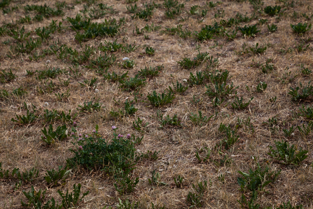 Remedii gazon ars: un gazon cu petice de iarbă verde printre zone extinse de iarbă arsă de secetă
