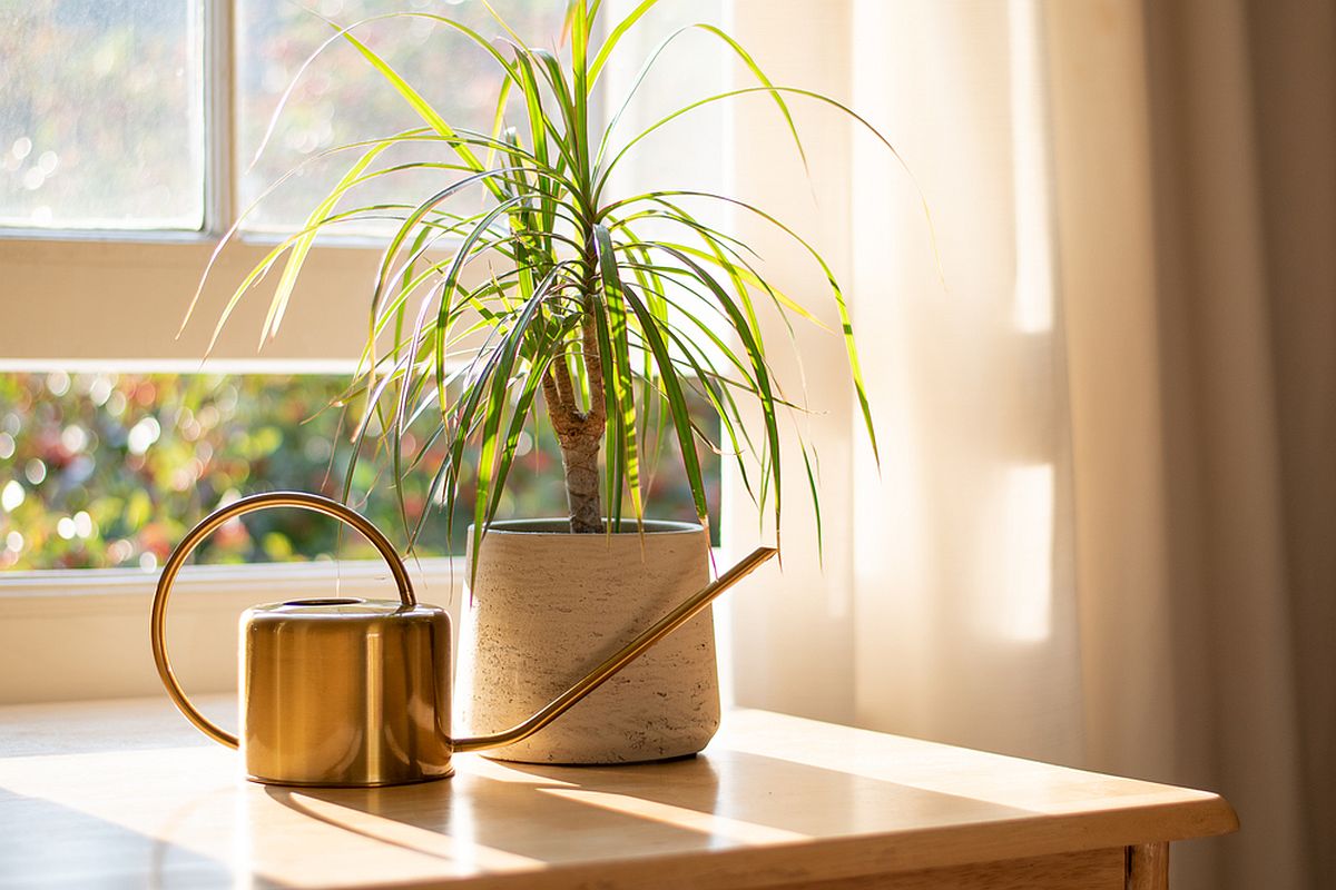 Dracena îngrijire: O dracena într-un ghiveci crem, pe pervazul unei ferestre estetice, în razele blânde ale soarelui de dimineață, alături de o stropitoare aurie. 