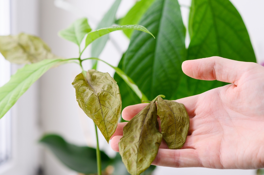 Îngrijire avocado în ghiveci: o mână arată frunze de avocado ofilite și uscate.