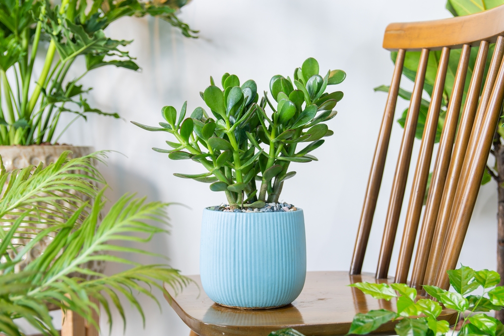 copacul banilor in casa pe un scaun cu alte plante in jur