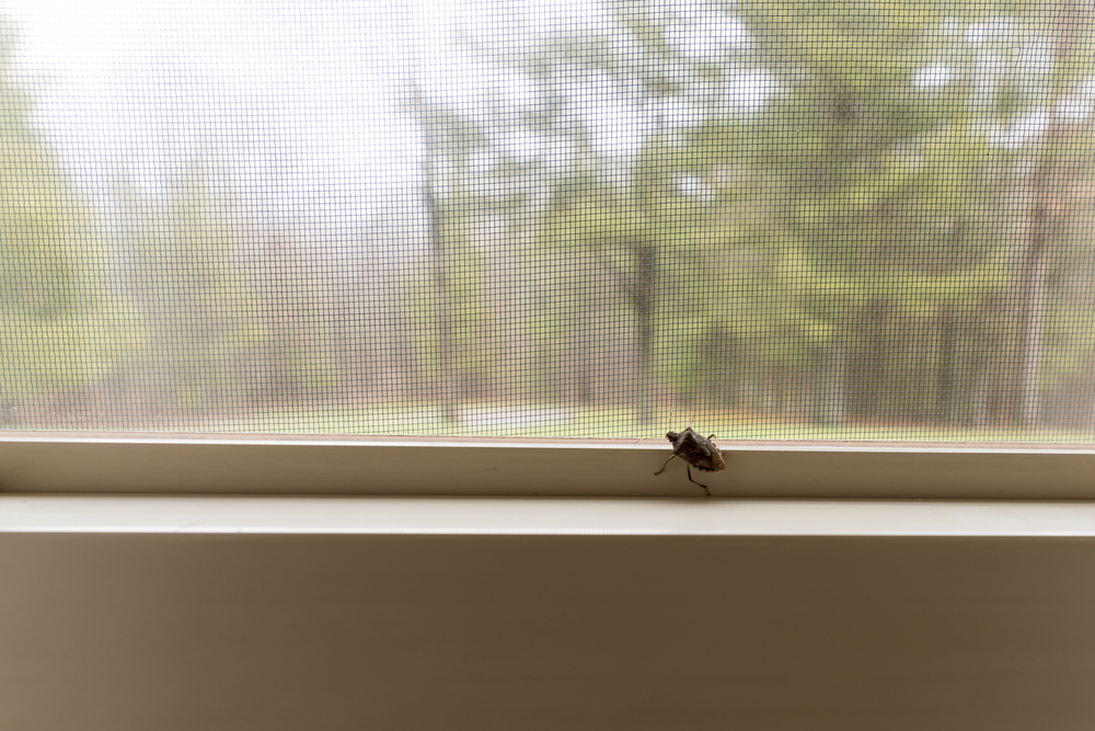 gandac urat mirositor intra in casa plasa insecte