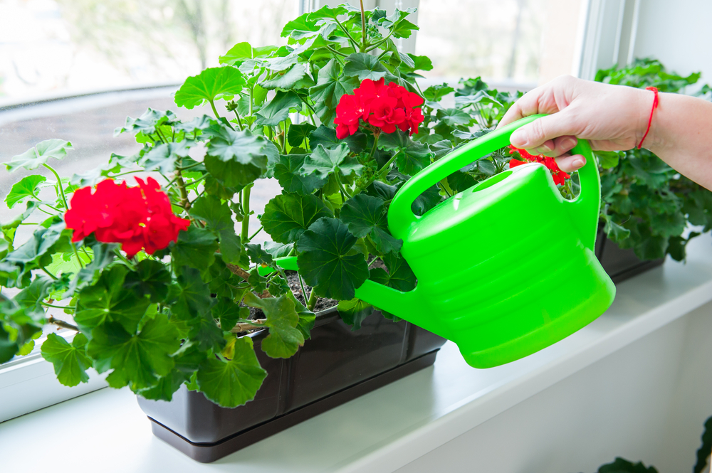 O mână de femeie udă cu o stropitoare verde intens mușcate roșii înflori pe pervazul alb. 