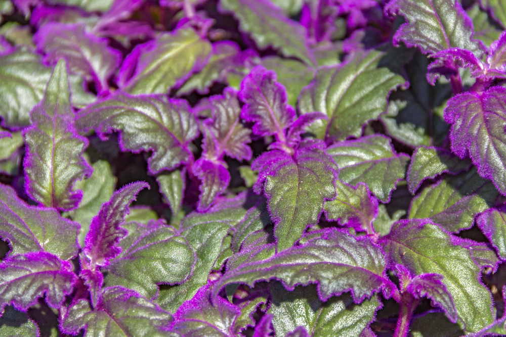 Frunze de Gynura aurantiaca în lumina directă a soarelului.