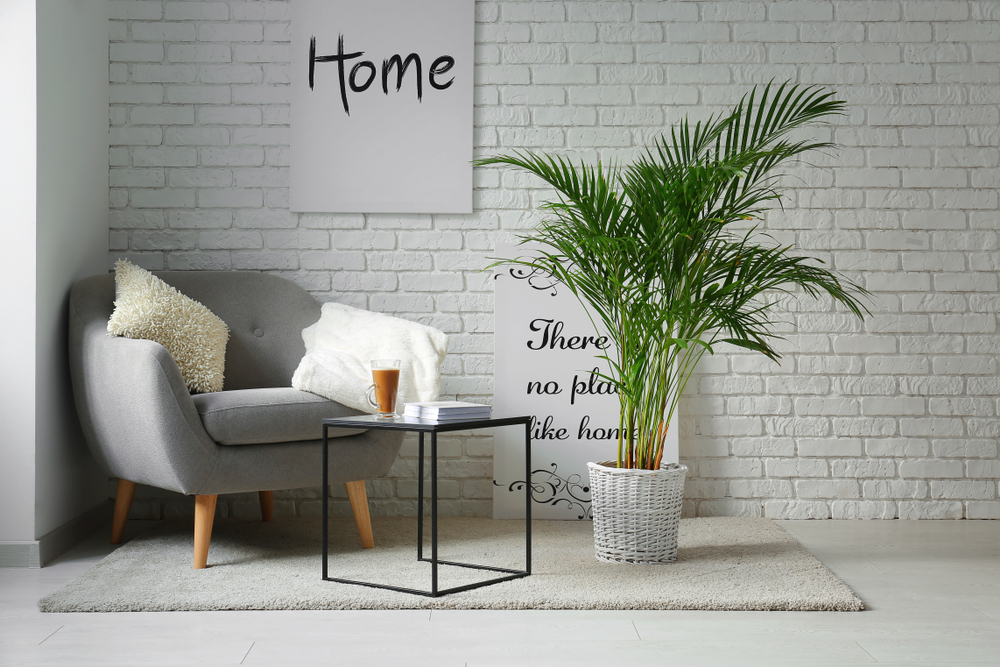 Plante decorative de interior: un palmier areca mare într-un ghiveci alb într-un living amenajat în stil minimalist, cu cărămidă albă pe perete, măsuță de cafea sub din metal negru și fotoliu gri. 