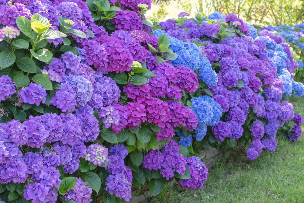 hortensii mov in gradina