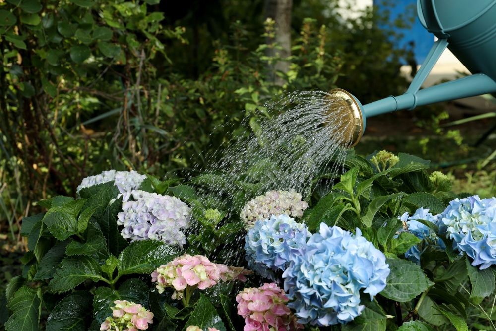 hortensii in gradina udare