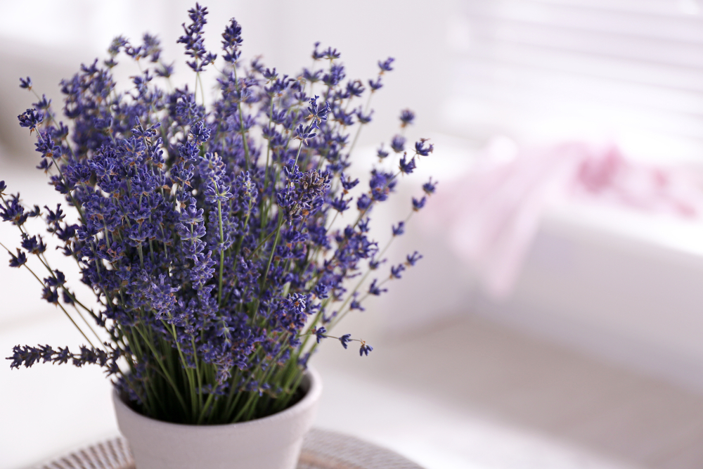 lavanda in ghiveci tinuta in casa pentru purificare