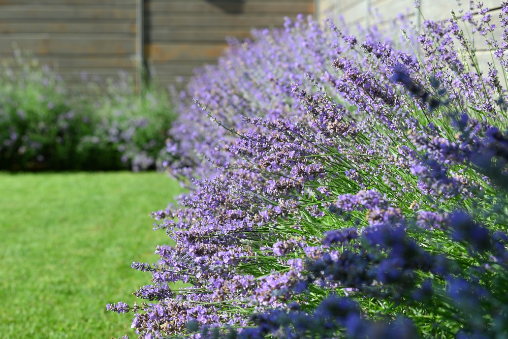 lavanda in gradina idei de ingrijire