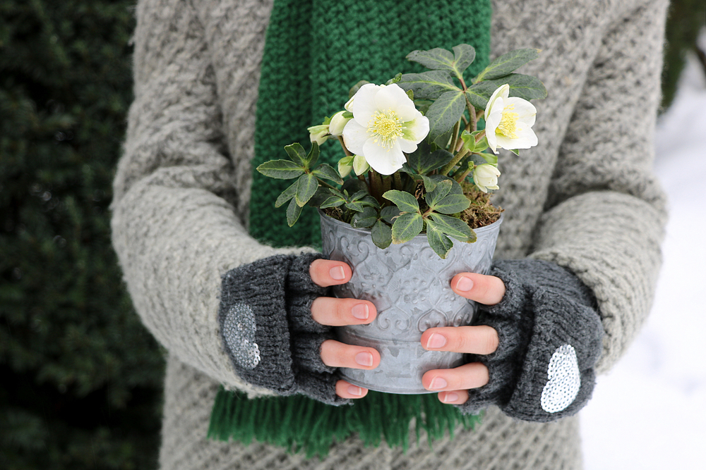 O femeie îmbrăcată de iarnă, cu mânuși de iarnă gri fără degete ține în mâini un ghiveci din ceramică cu o plantă helleborus niger înflorită.