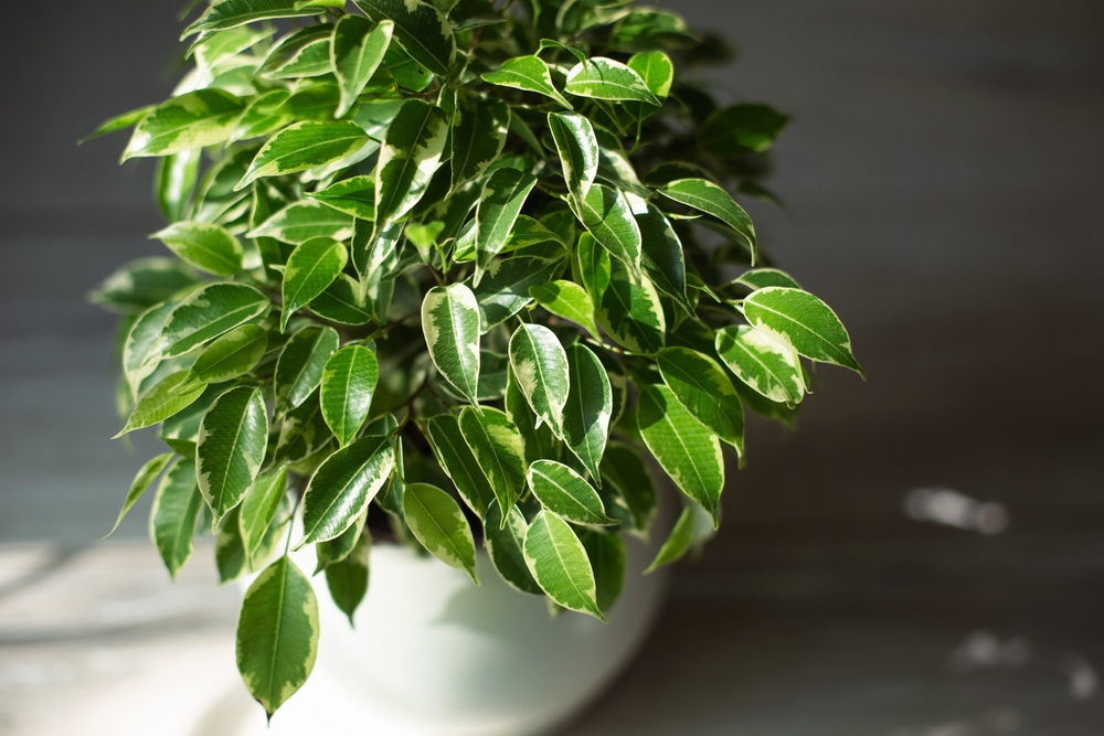 Ficus Benjamina in casa planta interior frunze verzi de aproape
