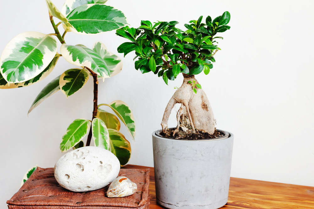 ficus ginseng in casa langa alta planta de interior