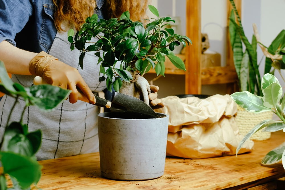 ficus ginseng ingrijire in ghiveci de catre o femeie cu spatula