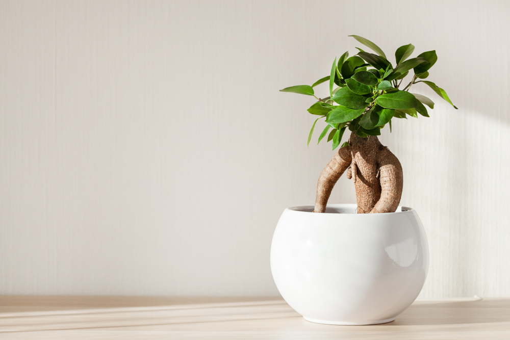 ficus ginseng in ghiveci in casa pe masa in lumina soarelui