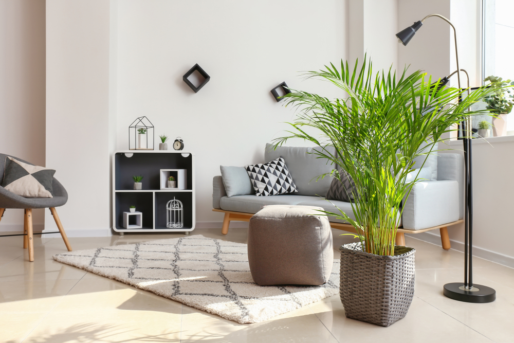 Un living amenajat în stil scandinav și cu un ghiveci gri cu un palmier areca