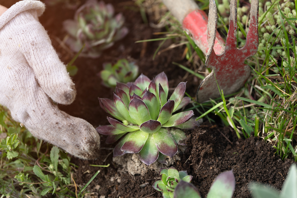 Plante suculente rezistente la ger: Mâini cu mănuși de grădinărit planteaza sempervivium cu frunze verzi cu margini mov închis în pământ în grădină. 