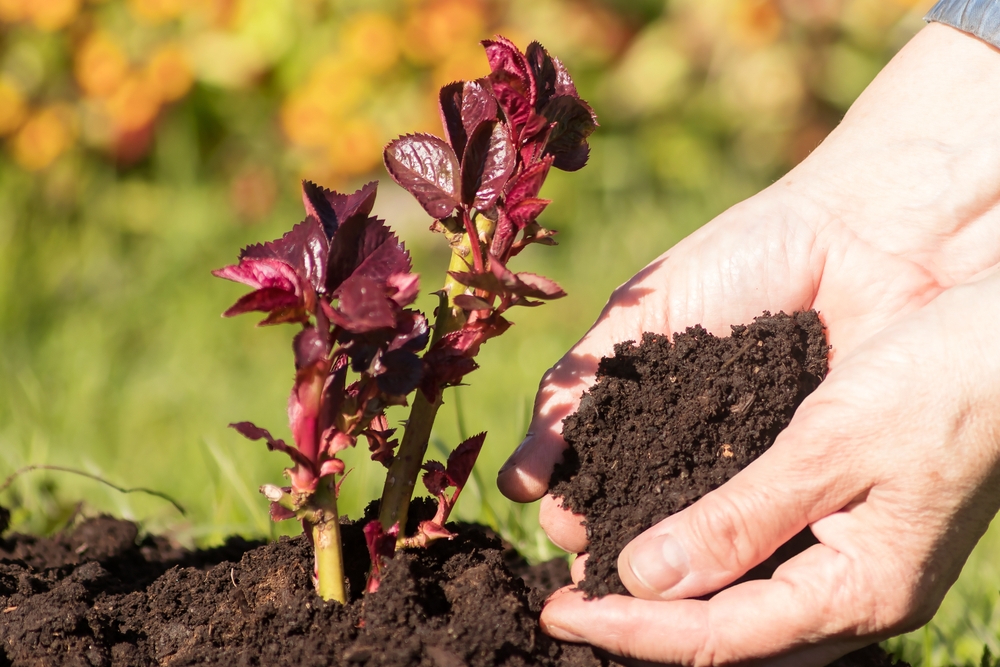 Când se plantează trandafirii fără rădăcină: Mâini de femeie pun pământ în jurul unui butaș de trandafir proaspăt plantat. 
