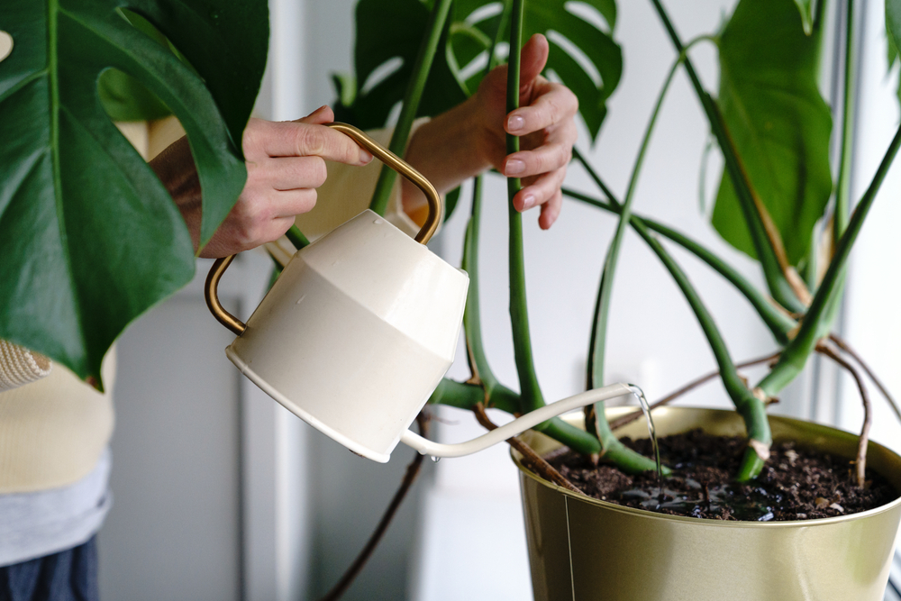 Mâini de femeie țin tulpinile de monstera deliciosa în timp ce udă ghiveciul cu o stropitoare metalică crem deschis. 