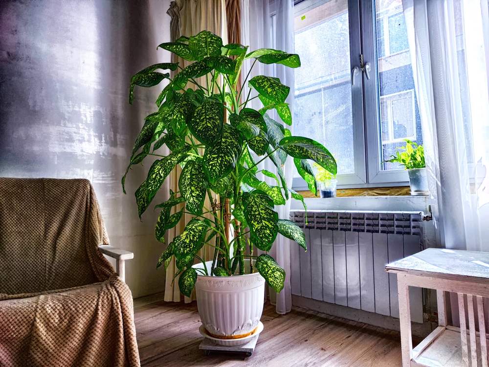Plante interzise în dormitor: O plantă dieffenbachia mare într-un ghiveci alb, pe podea de lemn în fața unui geam în lumină indirectă puternică.