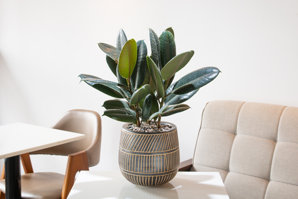 Plante interzise în dormitor: Un ficus elastic mediu într-un ghiveci gri lucios cu modele geometrice pe o masă de cafea albă în living.