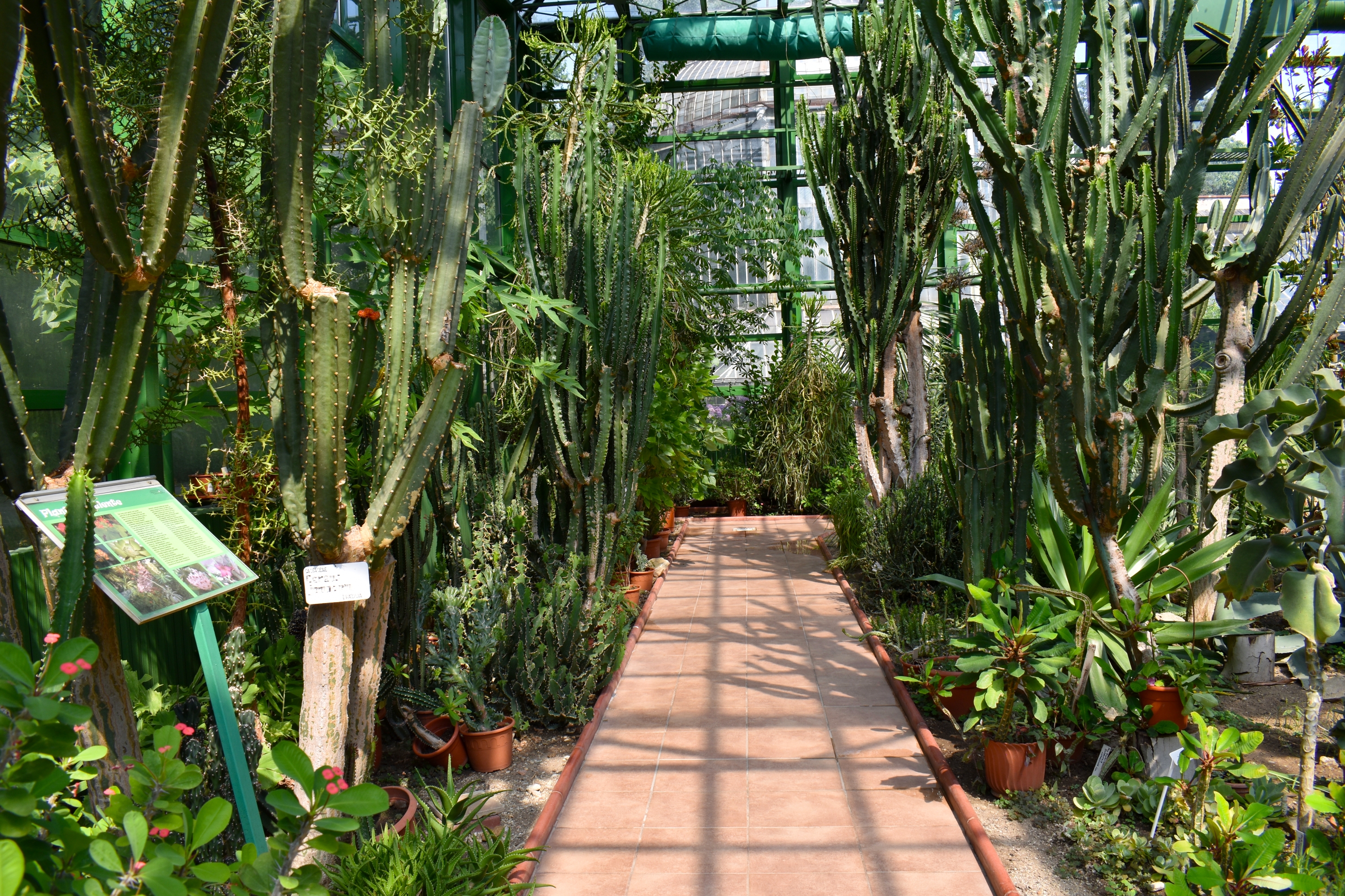 gradina botanica bucuresti alee din sera cu plante verzi si cactusi de-o parte si de alta 