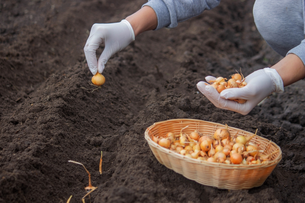 plantare ceapa din arpagic de catre femeie cu manusi albe