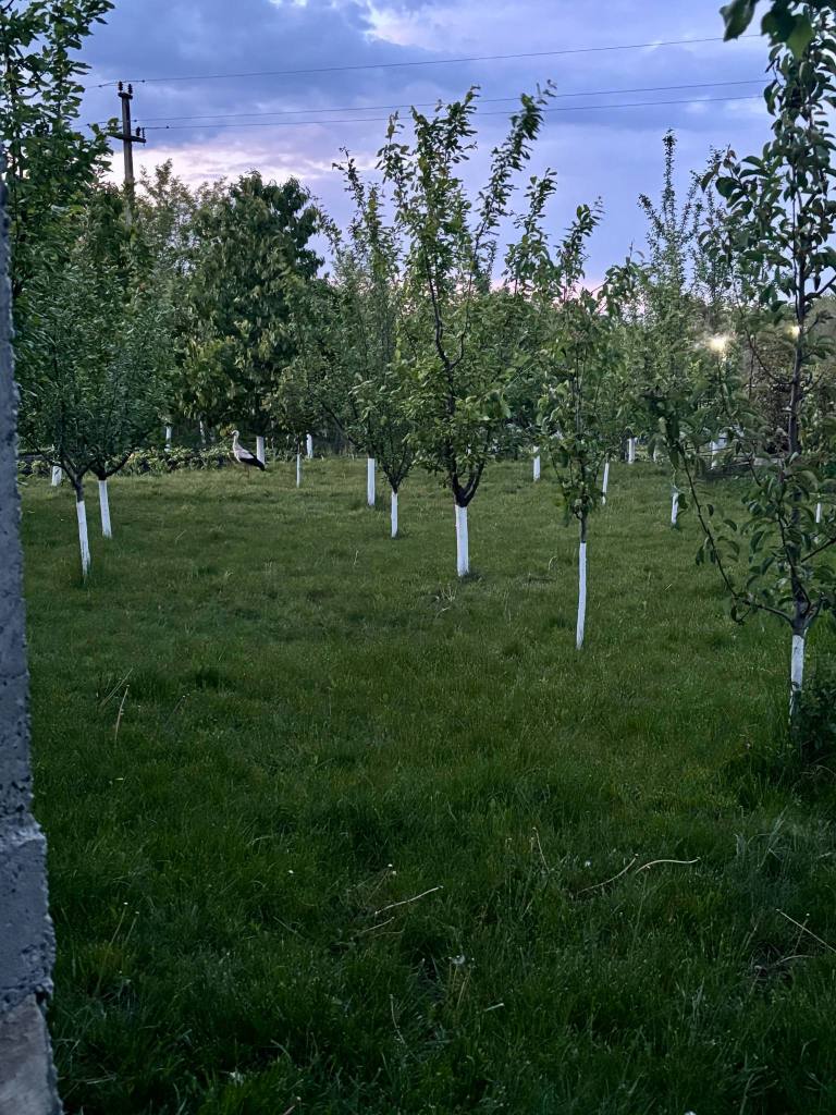 Crina și-a dorit o grădină foarte verde, cu mulți brazi
