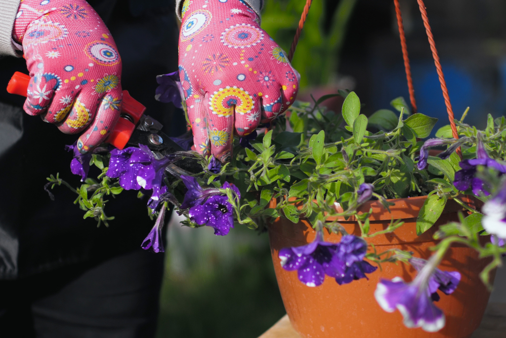 Îngrijirea petuniilor curgătoare: Mâini cu mănuși de grădinărit roz cu floricele taie flori albastre ofilite de petunii curgătoare dintr-un ghiveci. 