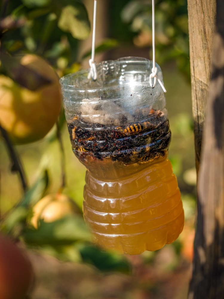 viespi căzute in capcana făcuta dintr-o sticla de plastic 