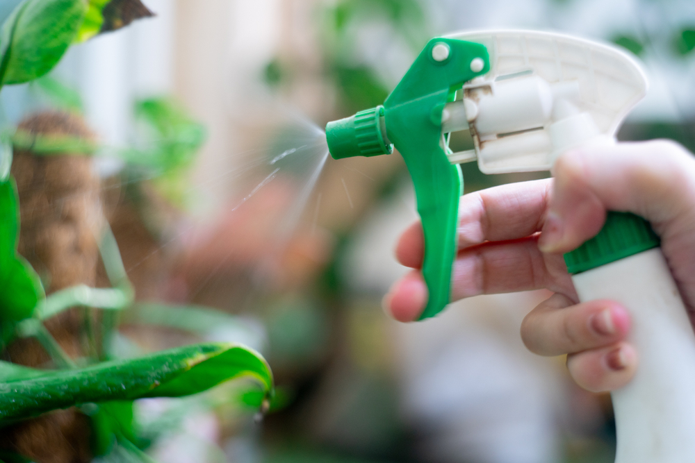 Mână de femeie pulverizează amestec de apă cu neem oil pe plante ca tratament pentru dăunători.
