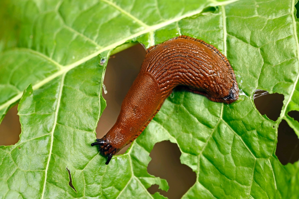 limacsi pe frunza verde mancata