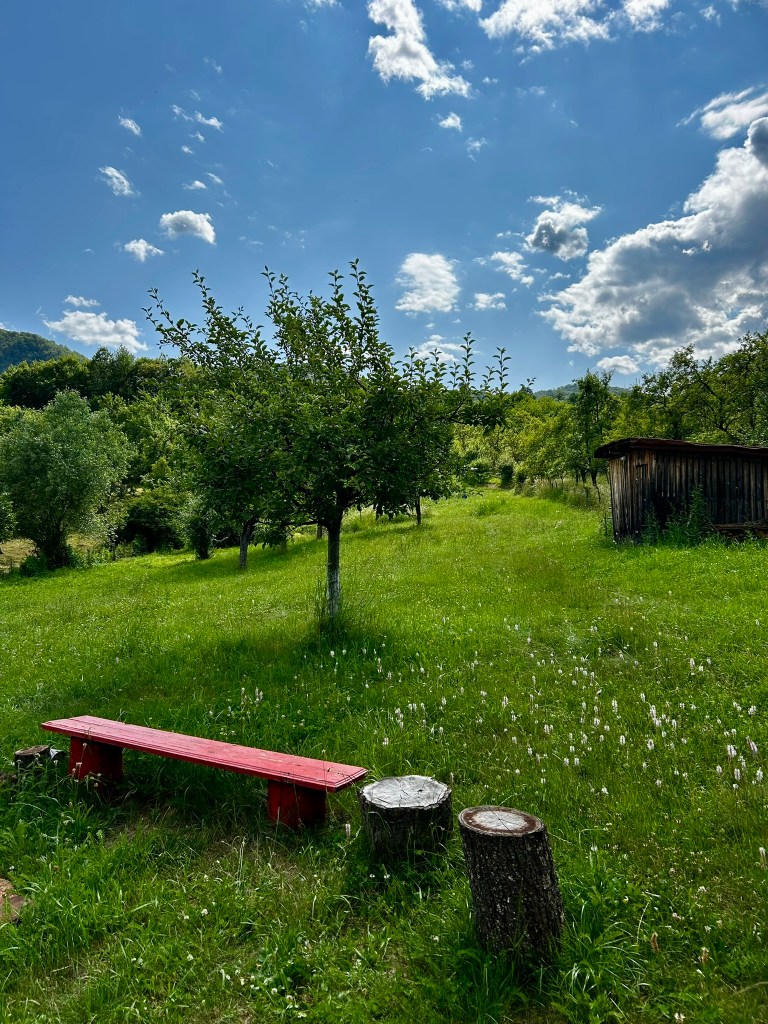 Proprietara adoră să aibă grijă de curte și de grădină