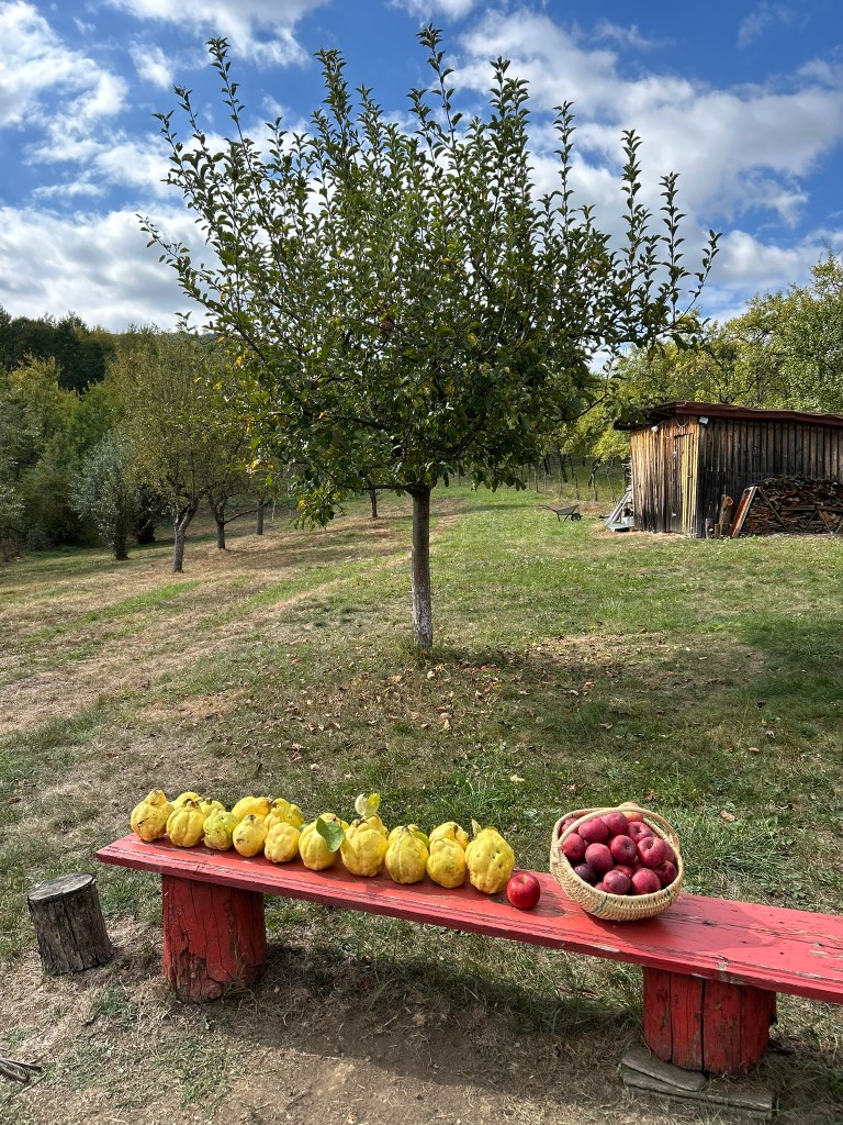 Proprietara adoră să aibă grijă de curte și de grădină