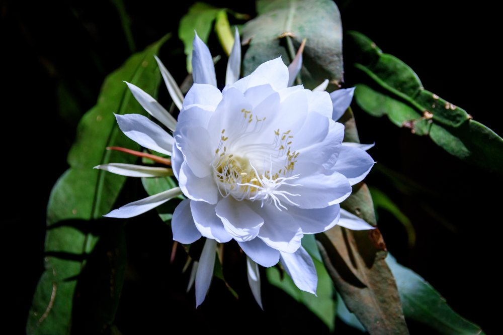 O floare mare și albă de cactus orhidee pe un fundal negru.