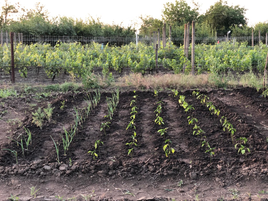  Ada și Dani mai au multe reparații de făcut la căsuța veche, dar vor să devină fermieri și să deschidă un punct gastronomic local la ei în curte