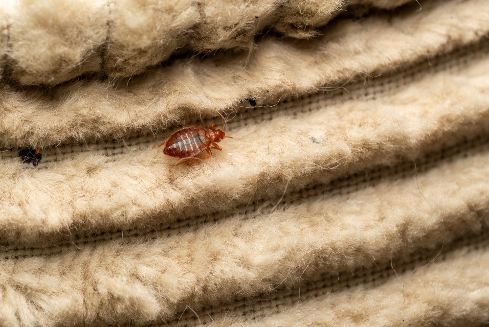 ploșniță de pat în textile lângă pat 